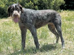 犬を家族に迎える前に